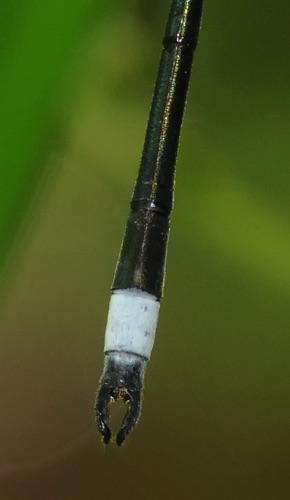 Lestes vigilax (Swamp Spreadwing) - female Lestes vigilax (Swamp Spreadwing) - female